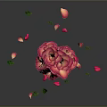 Pink and Red Roses Bouquet with Falling Petals and Green Leaves on Dark Background