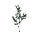 Natural Green Shrub With Lush Branches And Fresh Foliage For Outdoor Landscaping