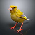 Peregrine Falcon Sparrow Pigeon Wingbird Pearl Bird Hummingbird Flamingbird Bird Animal 3d model