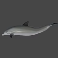 Gray Dolphin With Black Dorsal Fin Swimming In Underwater Environment