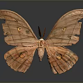 Orange Moth With Tattered Wings And Eyespot Patterns On Dark Background Close Up View