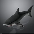 Realistic 3D Shark Model With Gray Body White Underbelly And Fins On Dark Gray Background