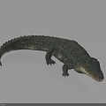 Realistic Blue Green Crocodile With Scaly Texture Lying On Dark Surface With Reflection 3d model