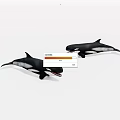 Two Black And White Orcas With Open Mouths Marine Animals Illustration