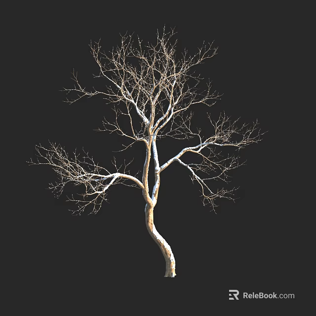 Bare Tree with Curved Trunk and Branchy Structure Against Black Background 3d model