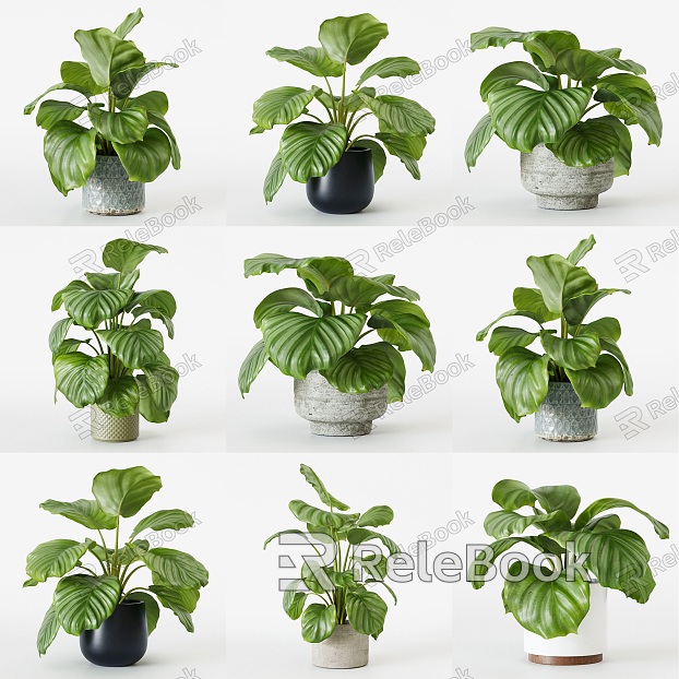 Green Apple Arrowroot Plant Potted Green Plant Combination Indoor Peacock Arrowroot Rainbow Arrowroot Potted Plant Combination Xiao Arrowroot Vase Flower Pot model