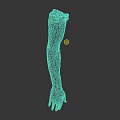 Detailed Human Arm Organ Model With Skin And Hair Features