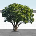 Arbor With Thick Trunk Multiple Branches And Lush Green Leaves Against White Wall