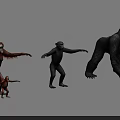 Various Primate Species Including Orangutan Chimpanzee Gorilla And Baby In Standing Poses