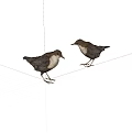 Two Brown And White Birds Standing On White Background Facing Each Other