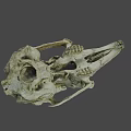 Detailed Animal Skull Skeleton With Natural Bone Texture And Hollow Eye Sockets