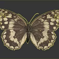 Brown and White Spotted Butterfly With Intricate Wing Patterns On Dark Background