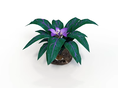 Potted Indoor Plant With Purple Flower And Green Leaves Featuring Purple Stripes 3d model