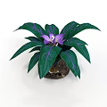 Potted Indoor Plant With Purple Flower And Green Leaves Featuring Purple Stripes