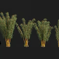 Yellow Bamboo Clump With Green Leaves On Black Background And Human Silhouette