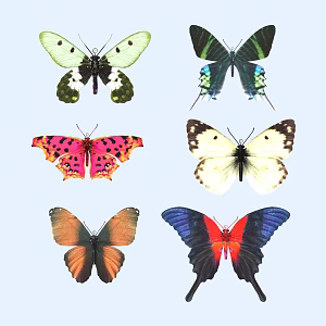 butterfly animal flying creature 3d model