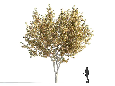 Deciduous Tree With Golden Leaves White Trunk And Pedestrian Silhouette On White Background 3d model