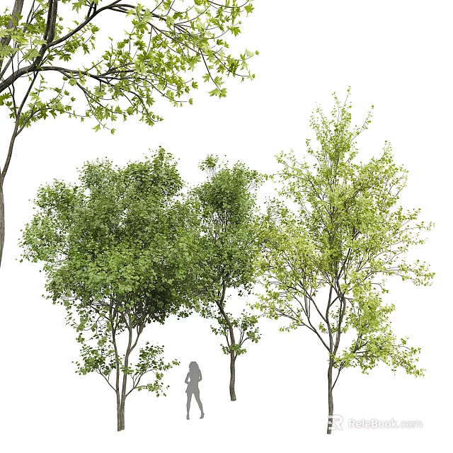 Arbor Trees With Lush Green Foliage And Silhouette Figure Under Canopy 3d model 