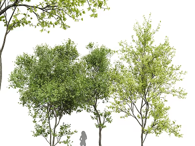 Arbor Trees With Lush Green Foliage And Silhouette Figure Under Canopy 3d model