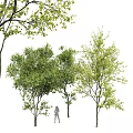 Arbor Trees With Lush Green Foliage And Silhouette Figure Under Canopy