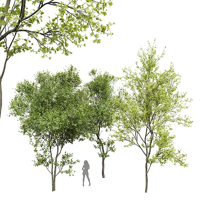 Arbor Trees With Lush Green Foliage And Silhouette Figure Under Canopy 3d model