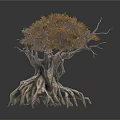 Ancient Tree With Thick Trunk Extensive Roots And Orange Yellow Foliage