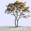 Tall Arbor With Dual Trunks And Orange Yellow Leaves On Green Lawn And Gray Ground