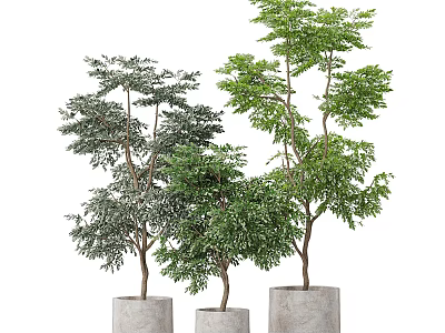 Bonsai Plants In Concrete Pots With Green Leaves And Various Heights 3d model