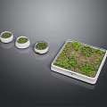 Modern Bonsai Planters with Small Green Plants in Stylish Square and Round Containers