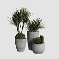 Various Potted Plants With Different Green Foliage In Gray Cement Pots For Indoor Decoration