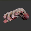 Detailed 3D Human Hand Anatomical Model Showing Muscle Bone And Tissue Structure