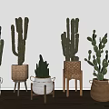 Potted Cactus Plants in Various Woven Ceramic Planters on Wooden Stands for Indoor Decoration