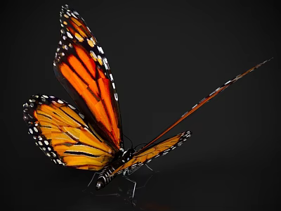 Monarch Butterfly with Spread Orange and Black Wings on Black Background Showing Shiny Reflection 3d model