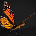 Monarch Butterfly with Spread Orange and Black Wings on Black Background Showing Shiny Reflection