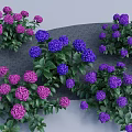 Vibrant Purple and Pink Flowering Shrubs with Lush Green Leaves in Garden