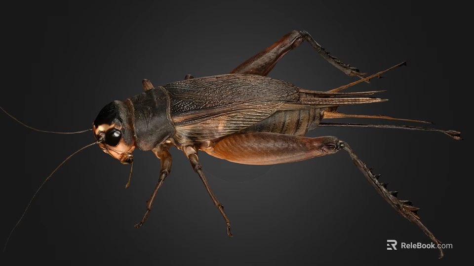 Detailed View Of A Cricket With Brown Black Body And Long Antennae 3d model 