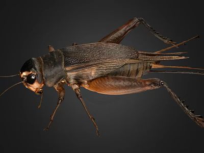 Detailed View Of A Cricket With Brown Black Body And Long Antennae 3d model