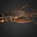Detailed View Of A Cricket With Brown Black Body And Long Antennae