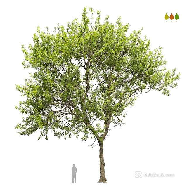 Lush Green Arbor With Dense Foliage Strong Trunk And Spreading Branches 3d model 