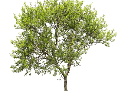 Lush Green Arbor With Dense Foliage Strong Trunk And Spreading Branches 3d model
