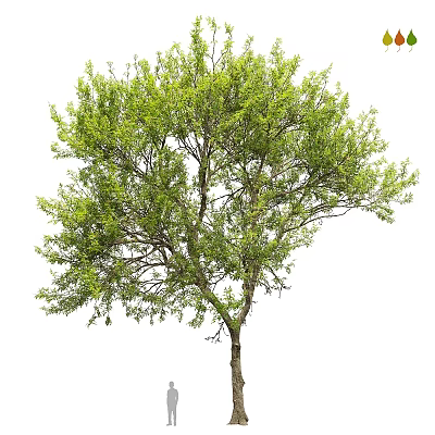 Lush Green Arbor With Dense Foliage Strong Trunk And Spreading Branches 3d model