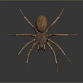 Brown Spider With Long Legs On Dark Reflective Background Close Up View 3d model