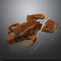 Detailed View Of Frog Biological Specimen With Internal Organs And Skin