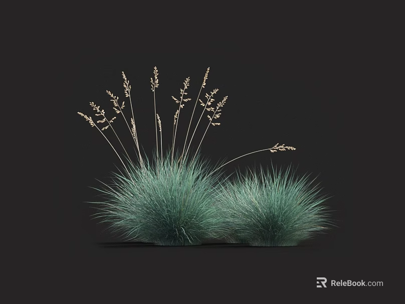 Green Ornamental Grass With Slender Leaves And Spikelet Inflorescences On Dark Background 3d model 