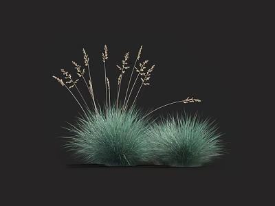 Green Ornamental Grass With Slender Leaves And Spikelet Inflorescences On Dark Background 3d model