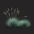 Green Ornamental Grass With Slender Leaves And Spikelet Inflorescences On Dark Background