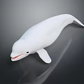 White Beluga Whale With Open Mouth Black Eyes Smooth Streamlined Body On Dark Reflective Background