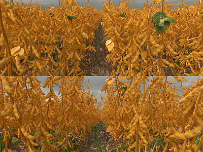 Vibrant Garden Landscape Featuring Rows Of Yellow Plants And Green Leaves 3d model