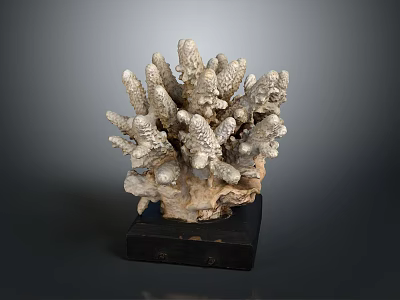 Natural Coral Sculpture With White Gray Texture On Black Wooden Base 3d model