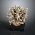 Natural Coral Sculpture With White Gray Texture On Black Wooden Base
